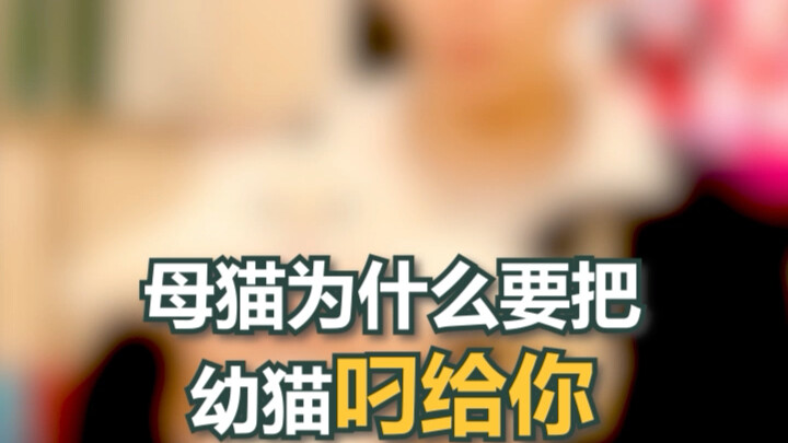 Apakah induk kucing Anda akan membawa anak-anak kucingnya kepada Anda?