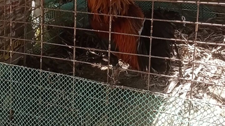 5K OVER POSSUM SWEATER IMPORTED LINE