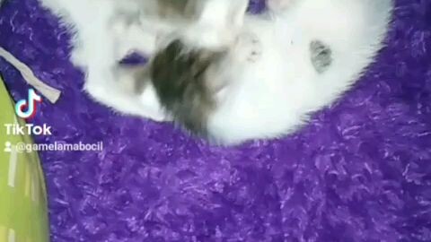 kesibukan kucing kecil