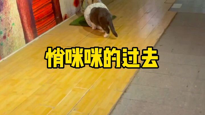 พาหมาเดินเล่นประจำวัน! มันคือหมา