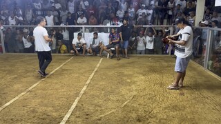 Boston billionaire (5cock derby champion 3rd fight)