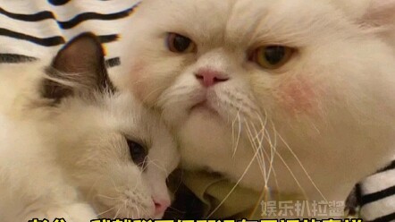 สามี: ตอนเด็กๆ ลูกเมียผมเคยถูกหนานกงเหวินหยาลูบหัว