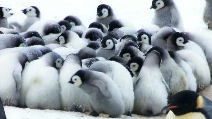 Emperor penguin chicks are the cutest!!