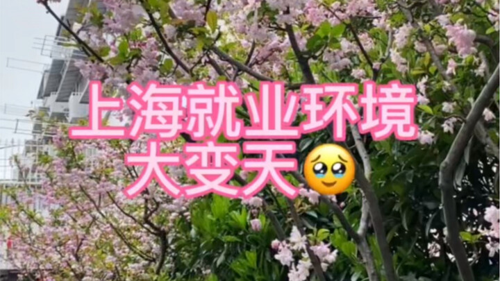 بيئة التوظيف في شنغهاي لعام 2023 مجنونة بجد!