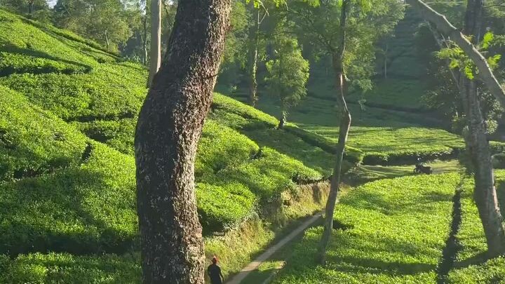 শ্রীমঙ্গল