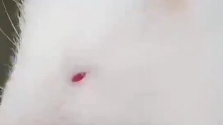 Những hộ nghèo nuôi chuột tre đã “tháo mũ nghèo”, bắt *ộc sống sung túc và hiện thực hóa “Giấc 