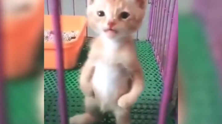 Chủ shop ơi, con mèo này có thể trả lại được không?