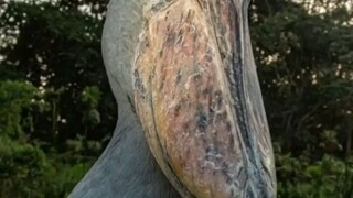 SHOEBILL STORK, Hewan Purba Pada Jaman Dinosaurus Yang Masih Hidup di Bumi