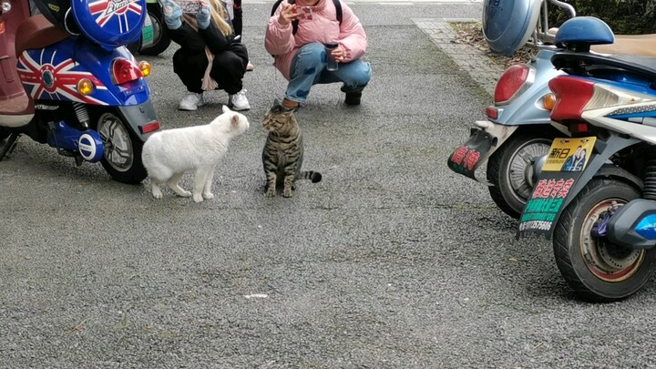 The last quarrel between two cats at Southwest Medical University in 2021๑乛v乛๑