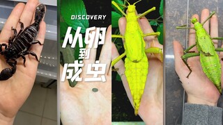 把虫子们的卵/幼虫和成虫做比较‼️长得也太大了吧🥹