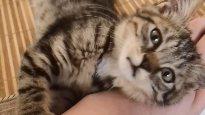 I adopted a little calico cat who absolutely, totally loves me!
