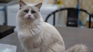 Air mata pahit pemilik kafe kucing