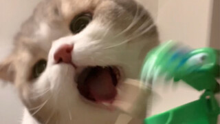 挑战·好脾气小猫的忍耐极限！