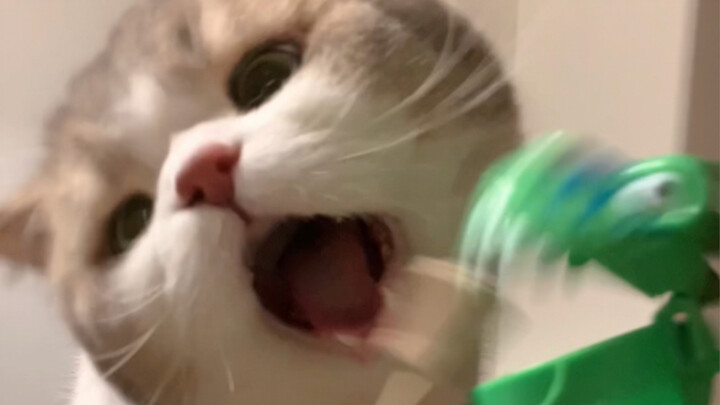 Challenge the patience limit of the good-tempered kitten!