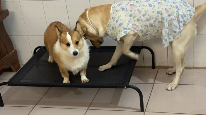 คอร์กี้: อย่าขุดเตียงฉันจนพังนะ!