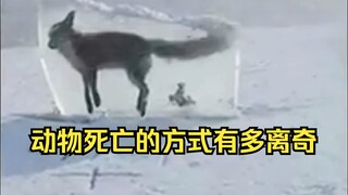 Giám định cái chết kỳ lạ của động vật 3