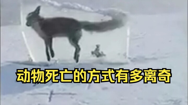 动物离奇死亡鉴定3