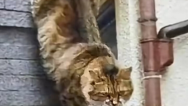 狸花猫：什么恋爱脑