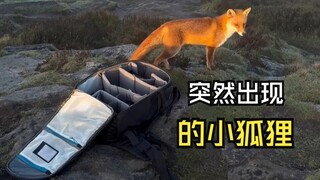 Those wonderful animal videos!