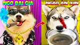Thú Cưng Vlog 🐶 Ngáo Và Ngơ Ham Ăn #31 | Chó ngáo Husky vui nhộn | Pets funny cute smart dog