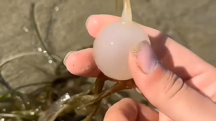 Sharing with you, the interesting one