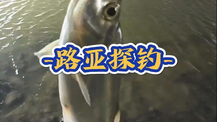 Kakek pemancing Taiwan baru saja terbangun lalu langsung mengakhiri sesi dan pulang untuk menyelesai