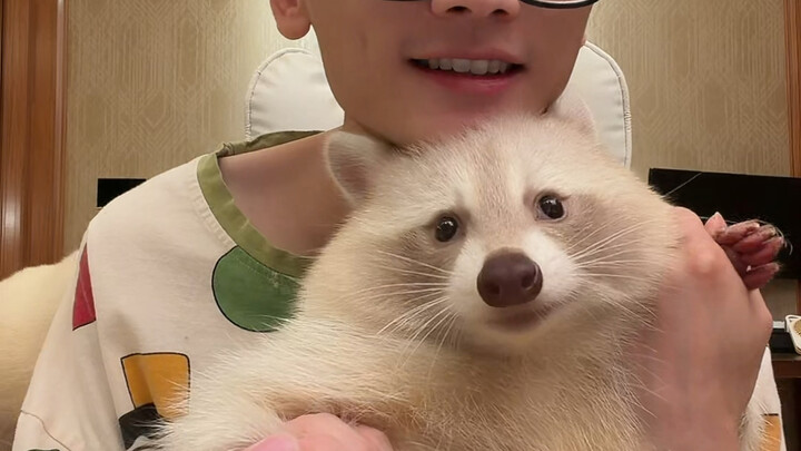 แร็กคูนเรียนรู้ที่จะยิ้ม#แร็กคูน