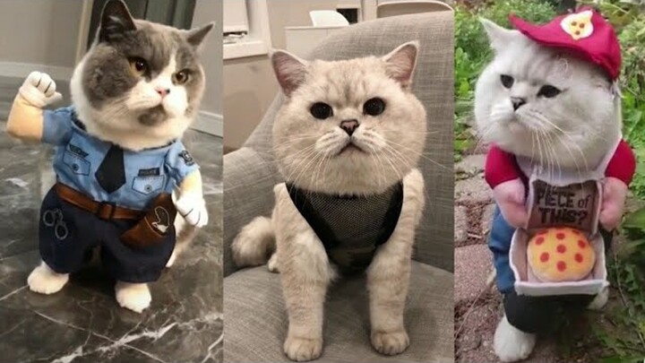 Kompilasi Kucing Lucu Imut Sedunia | Funny Cat And Kitten