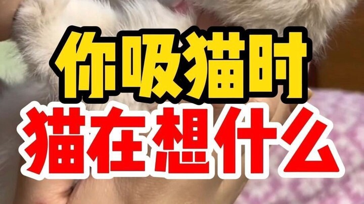 ماذا يفكّر القط عندما تُقبّله؟