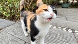 [Động vật]Mèo ở khu dân cư