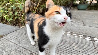 [Hewan]Kucing di lingkungan sekitar