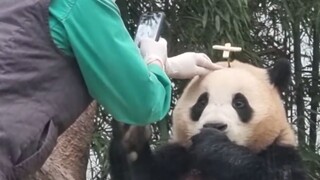 As everyone knows, panda cubs have no worries~