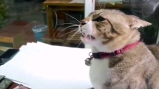 这猫玩真的