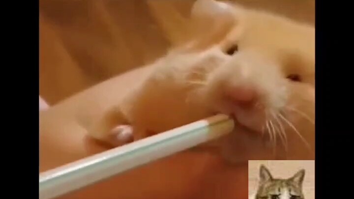 Hate humans who have no sense of boundaries