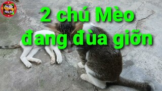 🔥 Thú cưng dễ thương - Mèo con của em 🏠 Ở nhà mùa dịch Xem 2 chú Mèo dễ thương đùa giỡn💥 Thú cưng tv