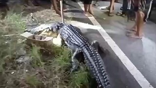 buaya habis makan orang