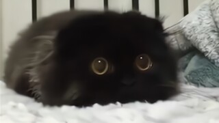 Super Cute Animals Videos Compilation