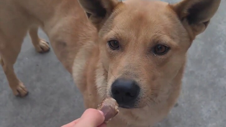 Let’s see if Grandma’s farm dog will eat food from my hand!