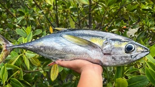 Filleting Little Yellow Fin Tuna For Ceviche, Sashimi