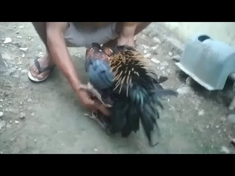 WAJIB TAU!!! Kawin Tangan Ayam Secara Bergilir #16