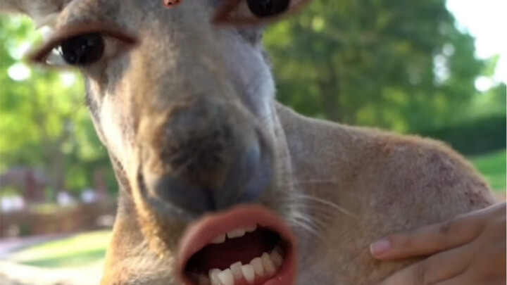 Bị chạm vào như một con kangaroo ở Thượng Hải, nói tiếng Thượng Hải và trở nên cáu kỉnh