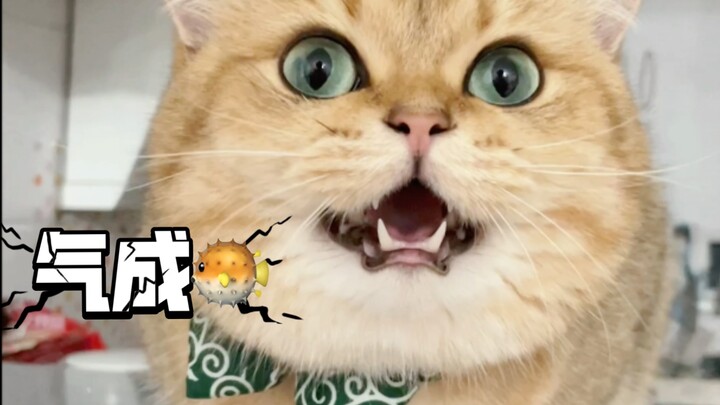 Bahkan kucing aja lebih mudah ngelakuinnya—kenapa sama cewek susah banget, ya?!