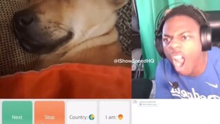 Speed大声狗叫想要唤醒对面熟睡狗狗