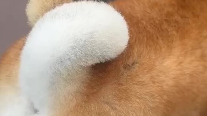 The cutest Shiba in the world—no contest!!!