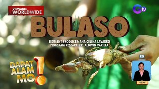 Paghuhuli ng bulaso sa isla ng Polillo, Quezon, silipin | Dapat Alam Mo!