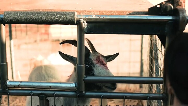 หญิงสาวพยายามช่วยลูกแกะ แต่กลับตกลงไปในกับดัก意外