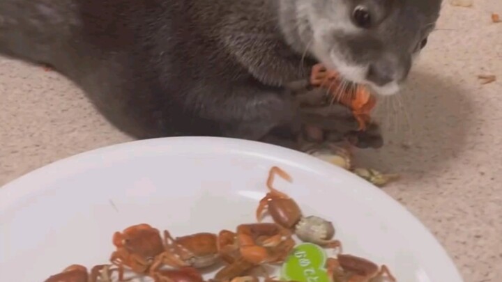 Wow, I have crabs to eat today because it’s my birthday