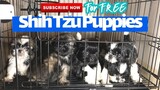 Shih Tzu Puppies 6 weeks old | SUPER MARCOS VLOGS