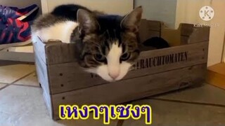 แมวขี้เหงา เซ็งๆเบื่อๆสัตว์เลี้ยงแสนรู้ทาสแมว