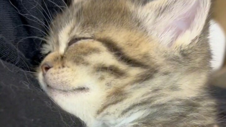 "The world is falling apart, but the little cat mends it up."